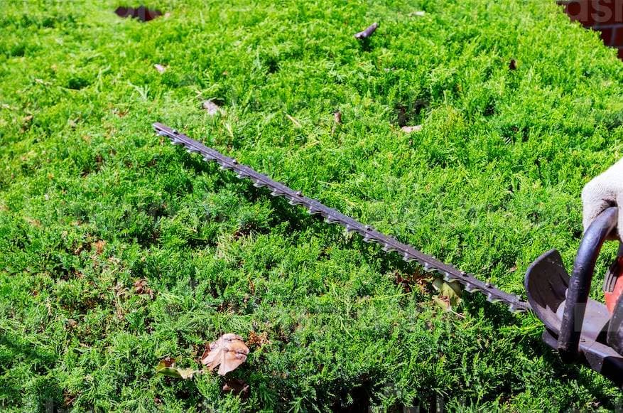Jardinagem e Paisagismo